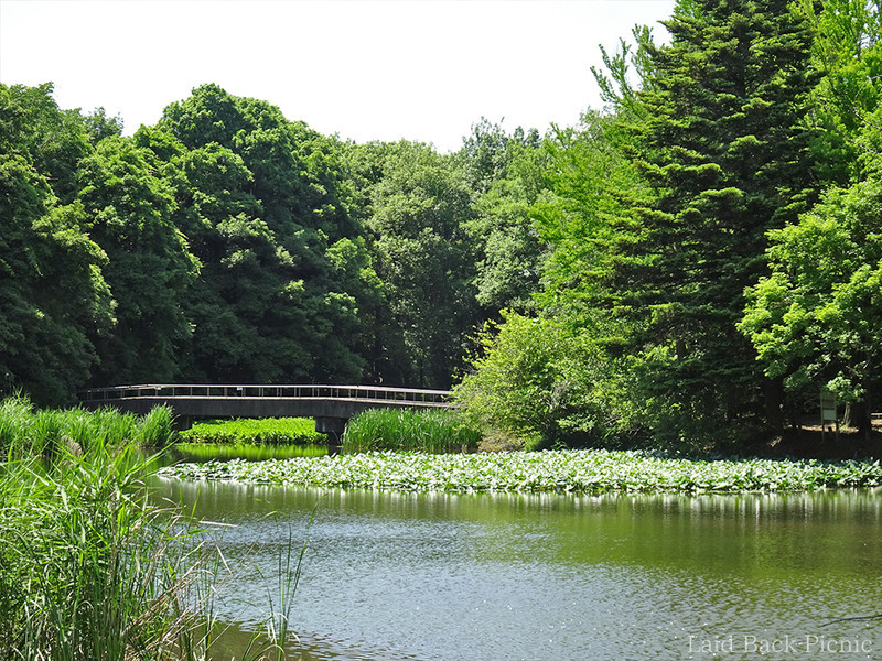 池に浮かぶ植物を近くで見られる橋がある