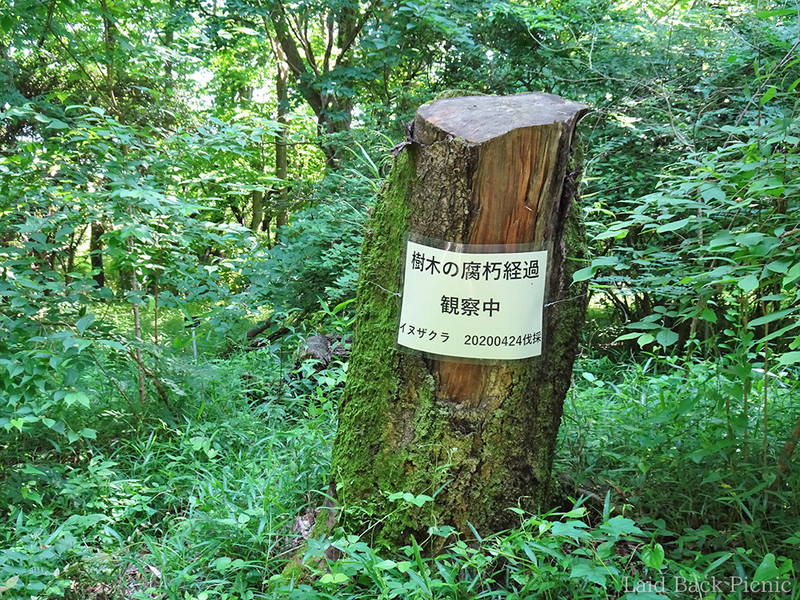 イヌザクラの経過観察