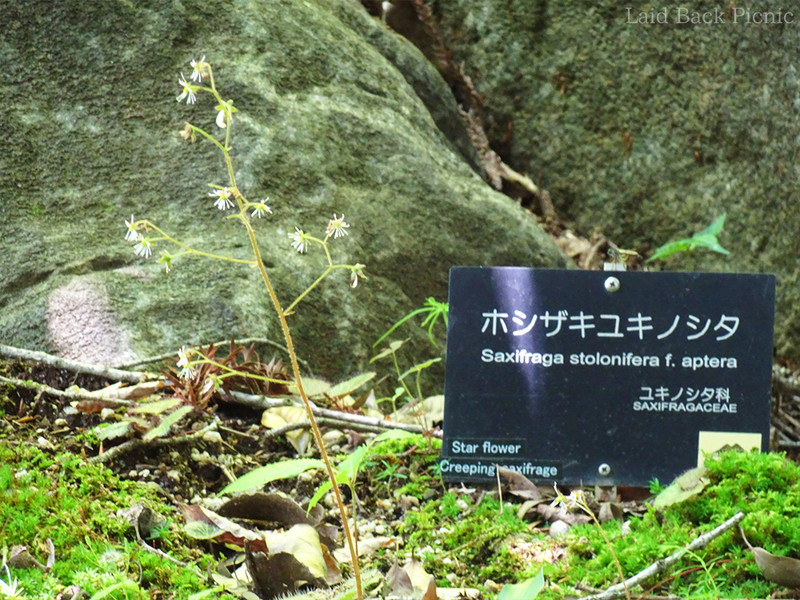 高尾山にだけ生育する貴重な植物