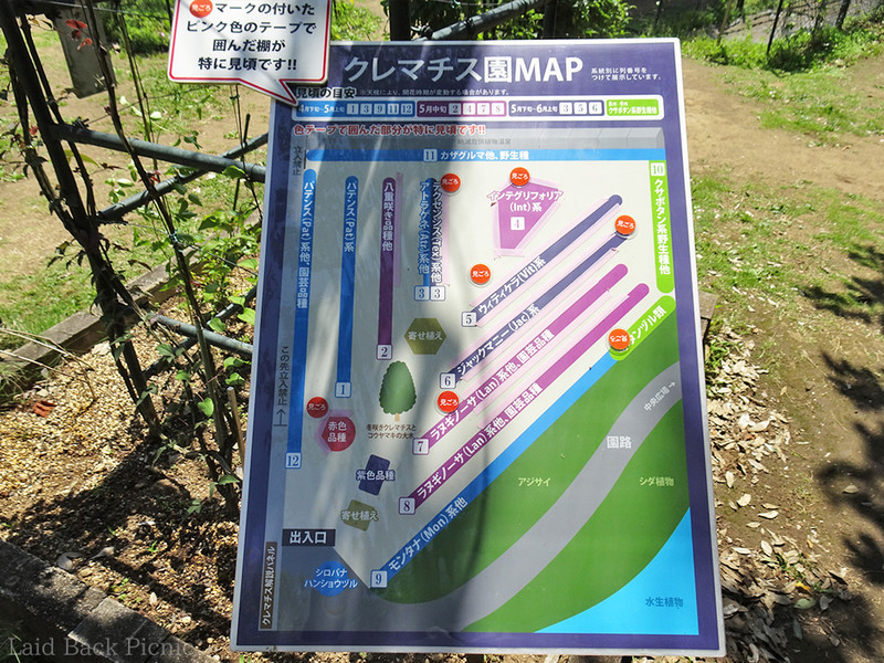 クレマチスの種類はかなり多い