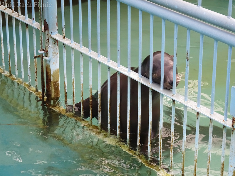 メシはオスの半分ほどの大きさ