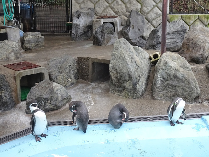 等間隔に並んだ4羽のペンギン