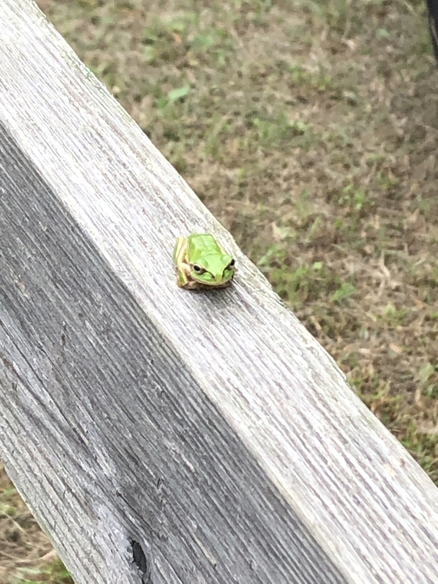 f:id:LECTgym:20200921210714j:plain f:id:LECTgym:20200921210714j:plain