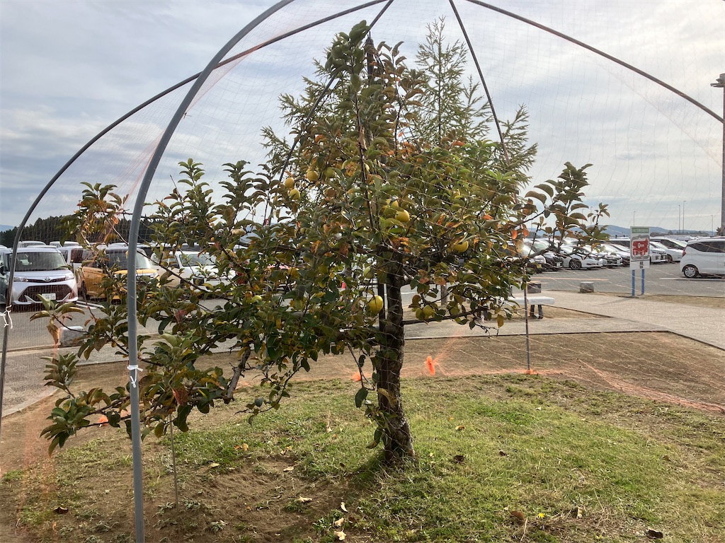 一攫千金を求めて岩手県に琥珀発掘に行ってきました！ - とりあえずやってみようぜ！