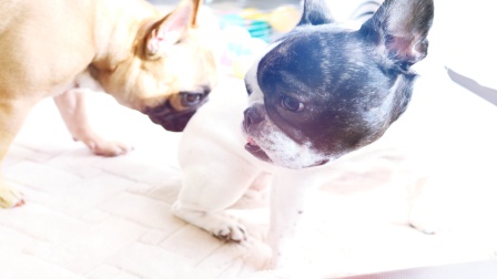 f:id:LGmama080312:20190313191747j:plain