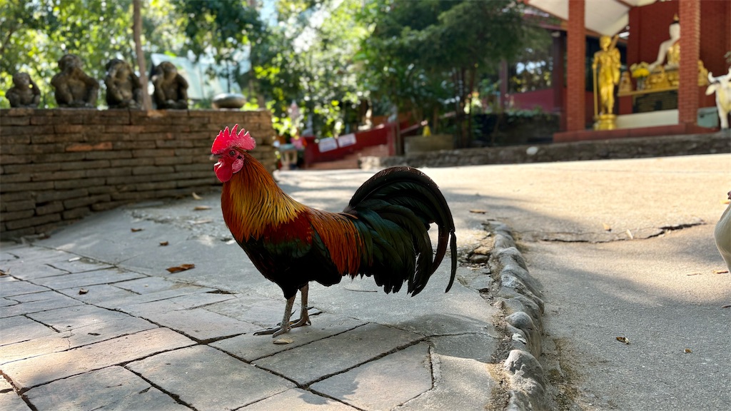 f:id:LH_2024:20260111115055j:image