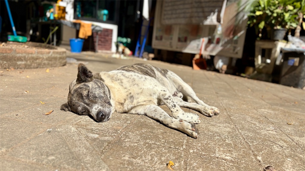 f:id:LH_2024:20260111115907j:image