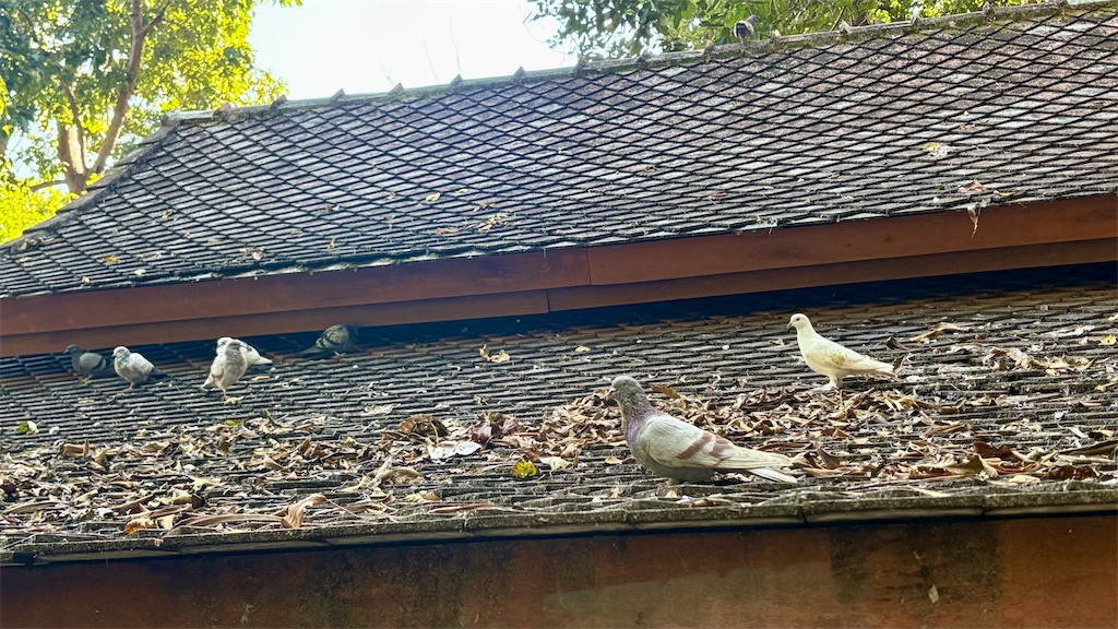 f:id:LH_2024:20260111115922j:image