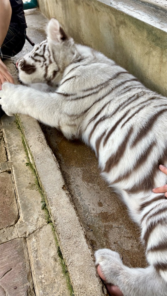 f:id:LH_2024:20260111121142j:image