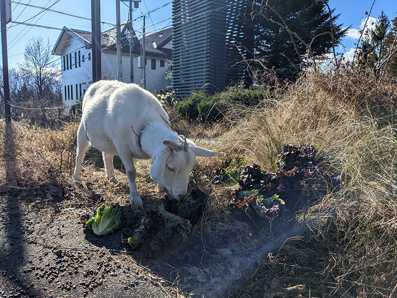 やぎ