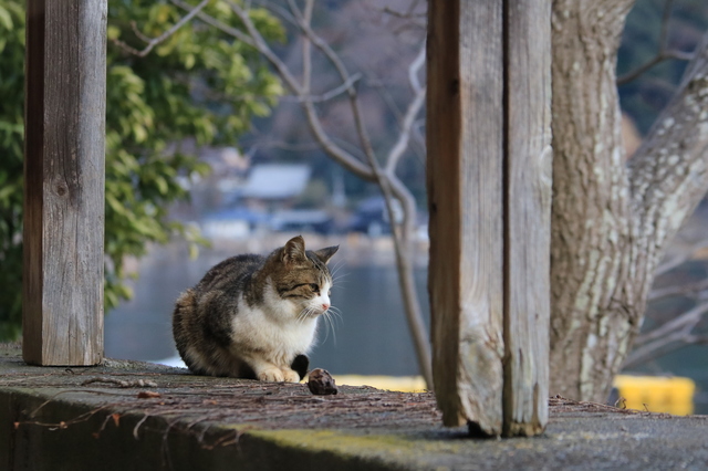 ホームページ、法律