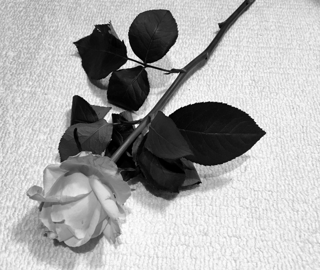 f:id:LMIURA:20160705010419j:plain