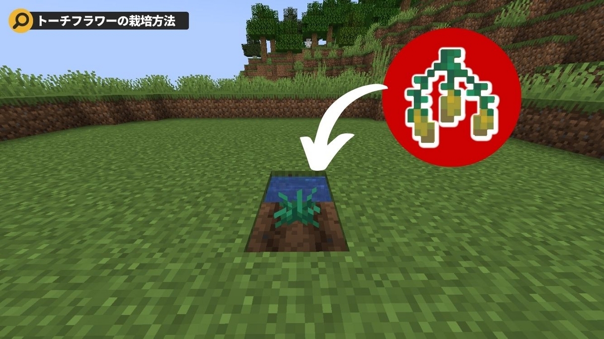  Minecraft でトーチフラワーとピッチャープラントを入手する方法