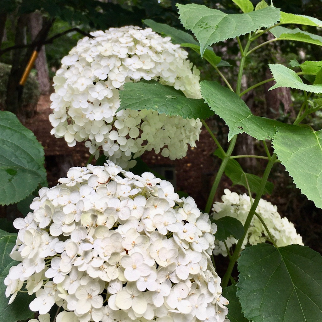 f:id:LONGSLEEPER:20210810181229j:image f:id:LONGSLEEPER:20210810181229j:image