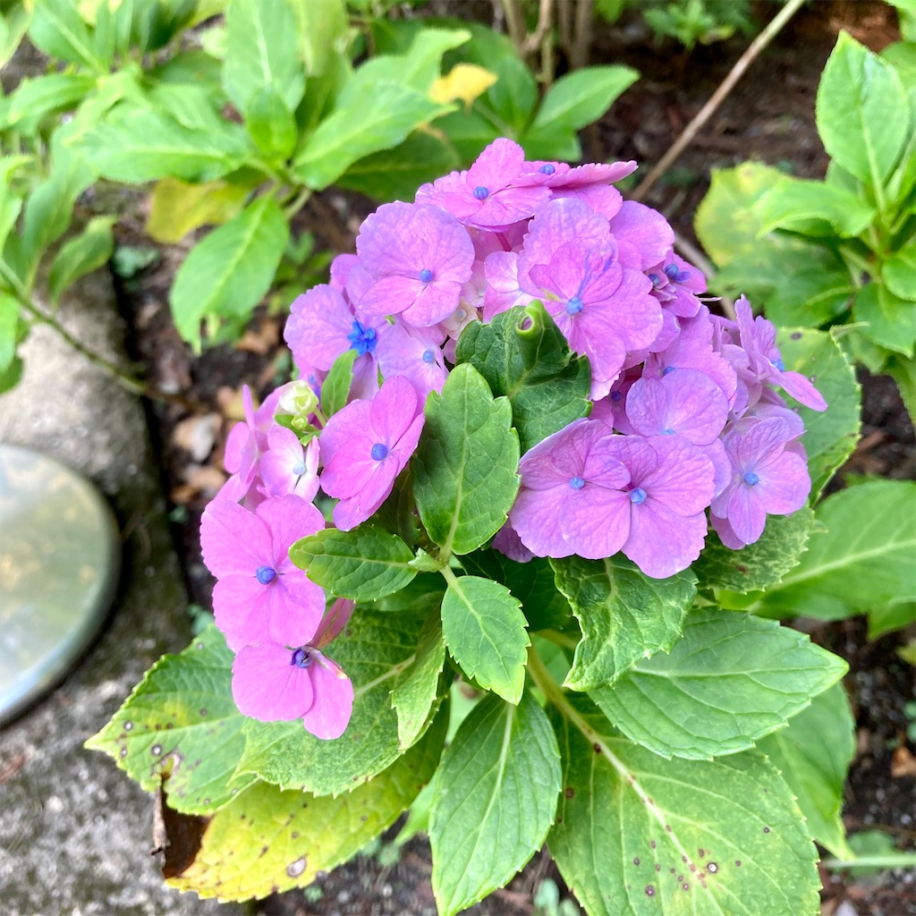 敷地に咲く紫陽花 敷地に咲く紫陽花