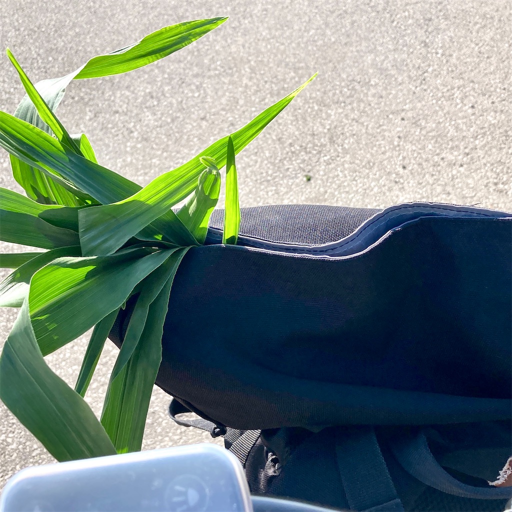 f:id:LONGSLEEPER:20240810122509j:image