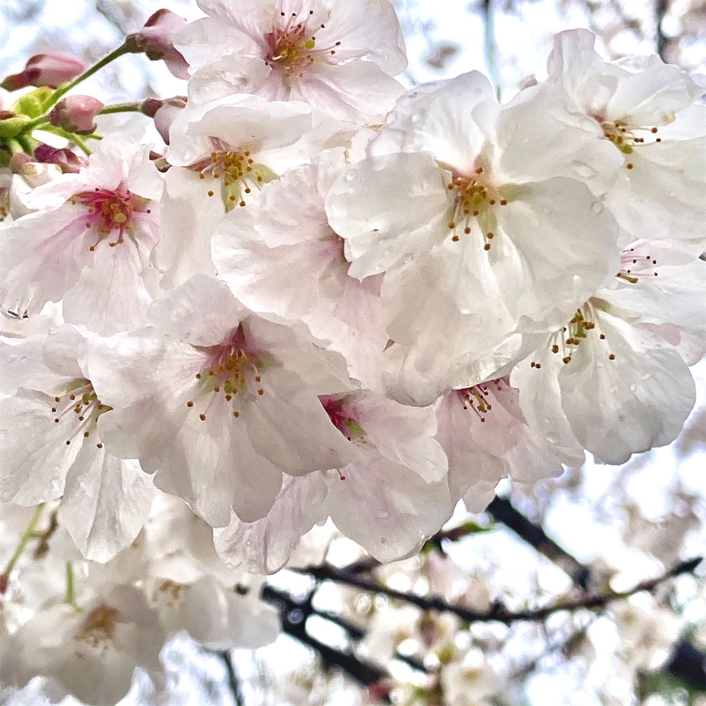 f:id:LONGSLEEPER:20250403140606j:image