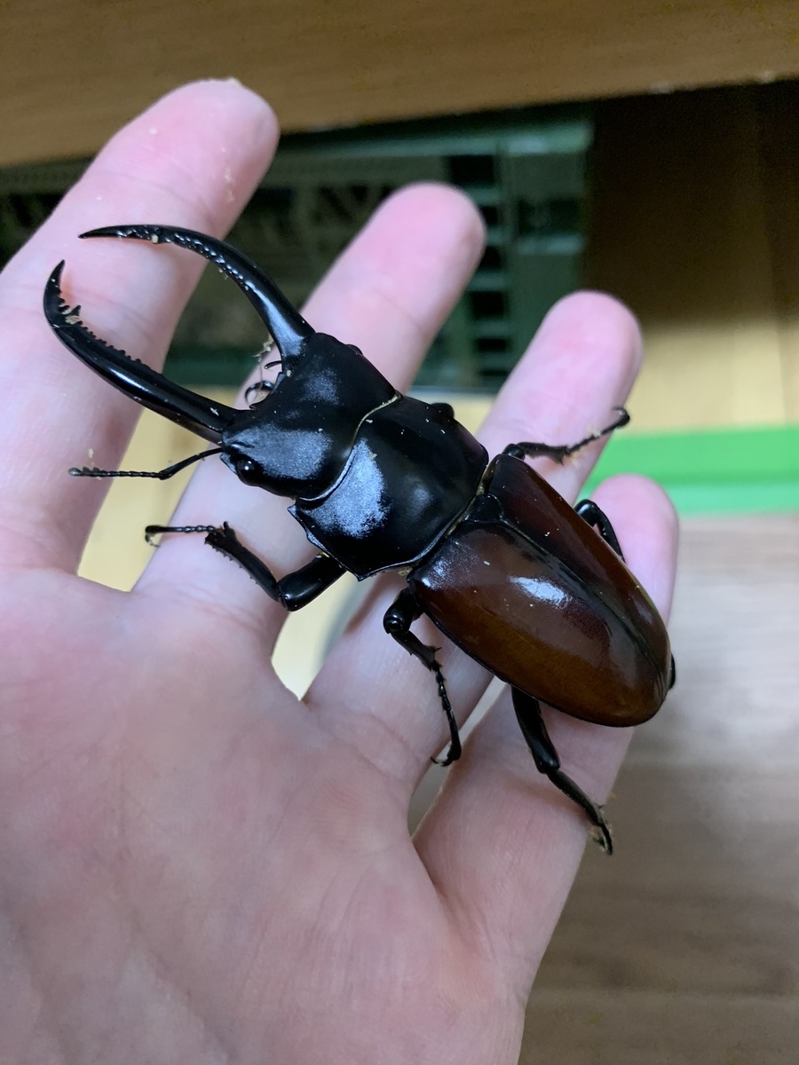 【桜道】★ラスト WD持腹 アローコクワ リエン★WF1 ベトナム　コンツム産　2令幼虫4頭　リエン　コクワ　コクワガタ