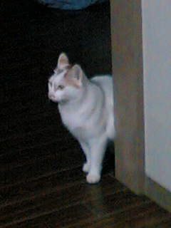 f:id:LOY:20060812092954j:image