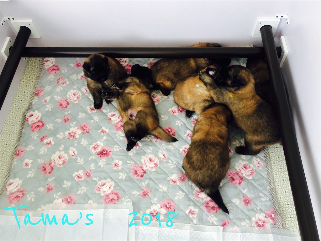 f:id:La-Plume-Douce:20180831204217j:image