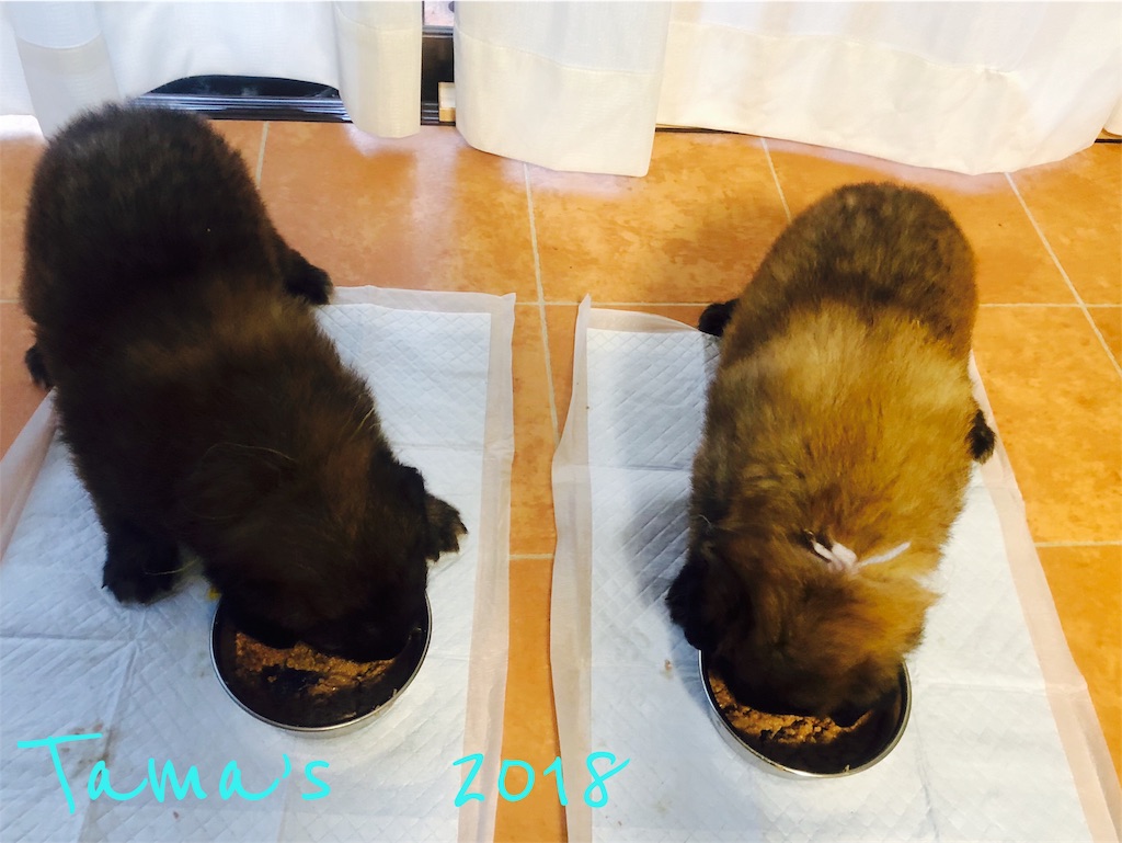 f:id:La-Plume-Douce:20180904104021j:image