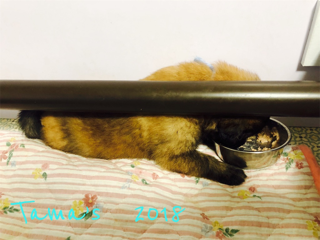 f:id:La-Plume-Douce:20180904104023j:image