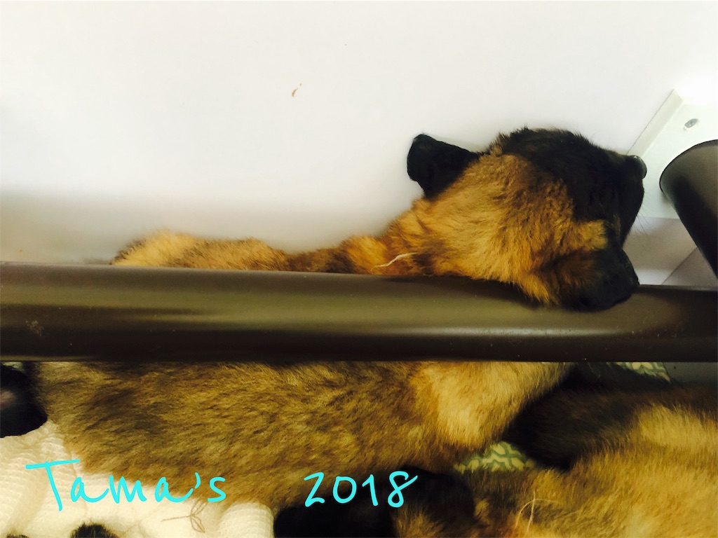 f:id:La-Plume-Douce:20180907205908j:image