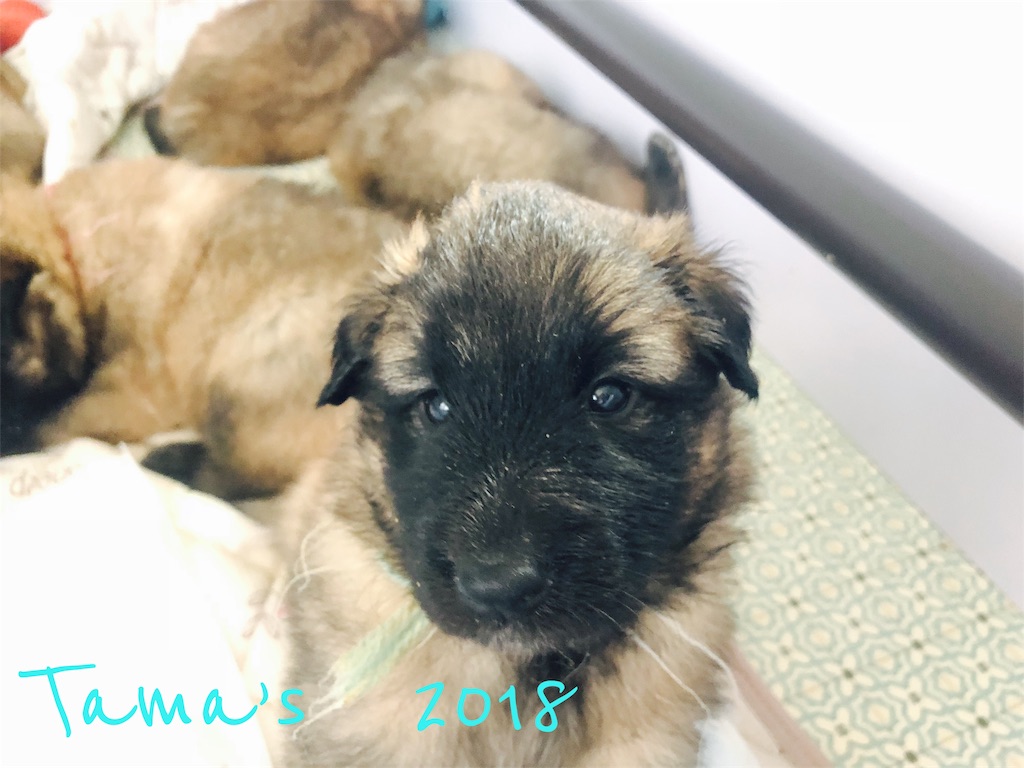 f:id:La-Plume-Douce:20180907205911j:image