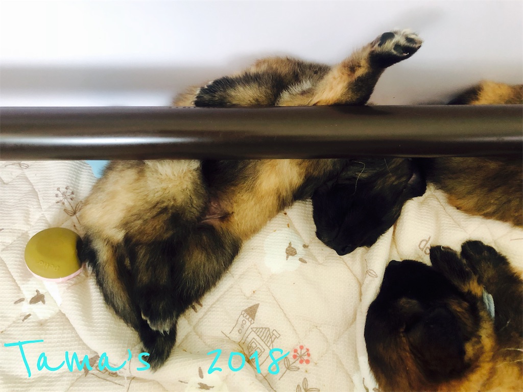 f:id:La-Plume-Douce:20180907205916j:image