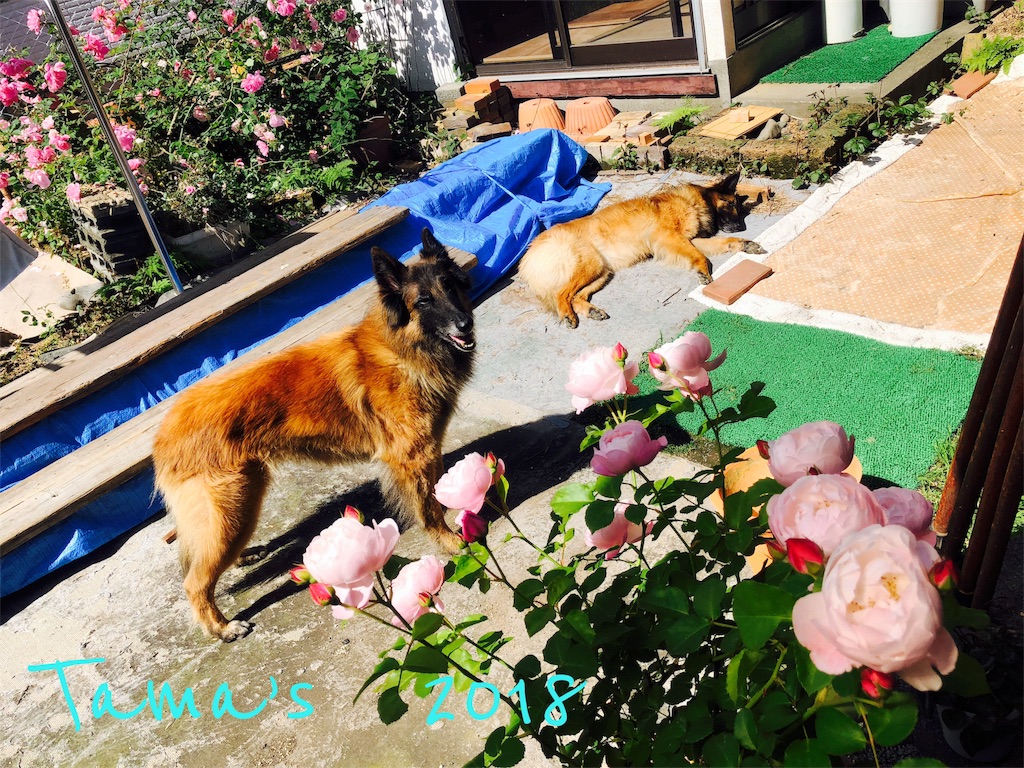 f:id:La-Plume-Douce:20180910190436j:image f:id:La-Plume-Douce:20180910190436j:image