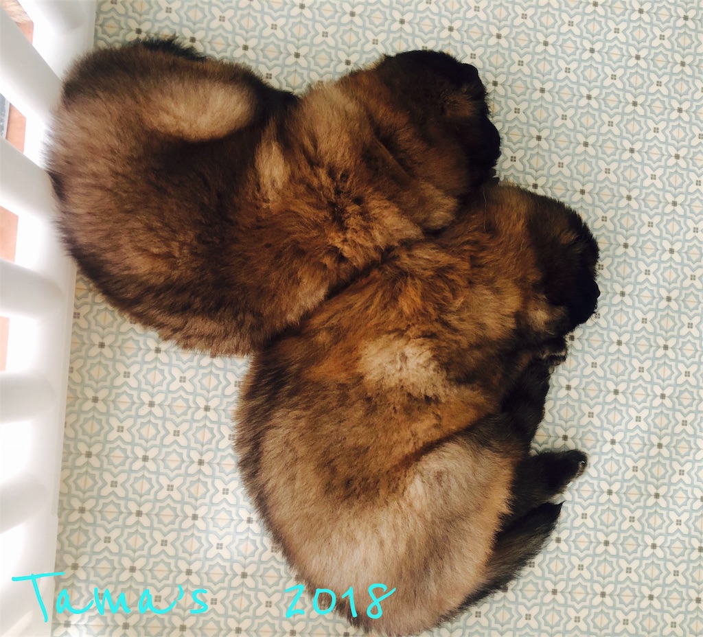 f:id:La-Plume-Douce:20180914151024j:image
