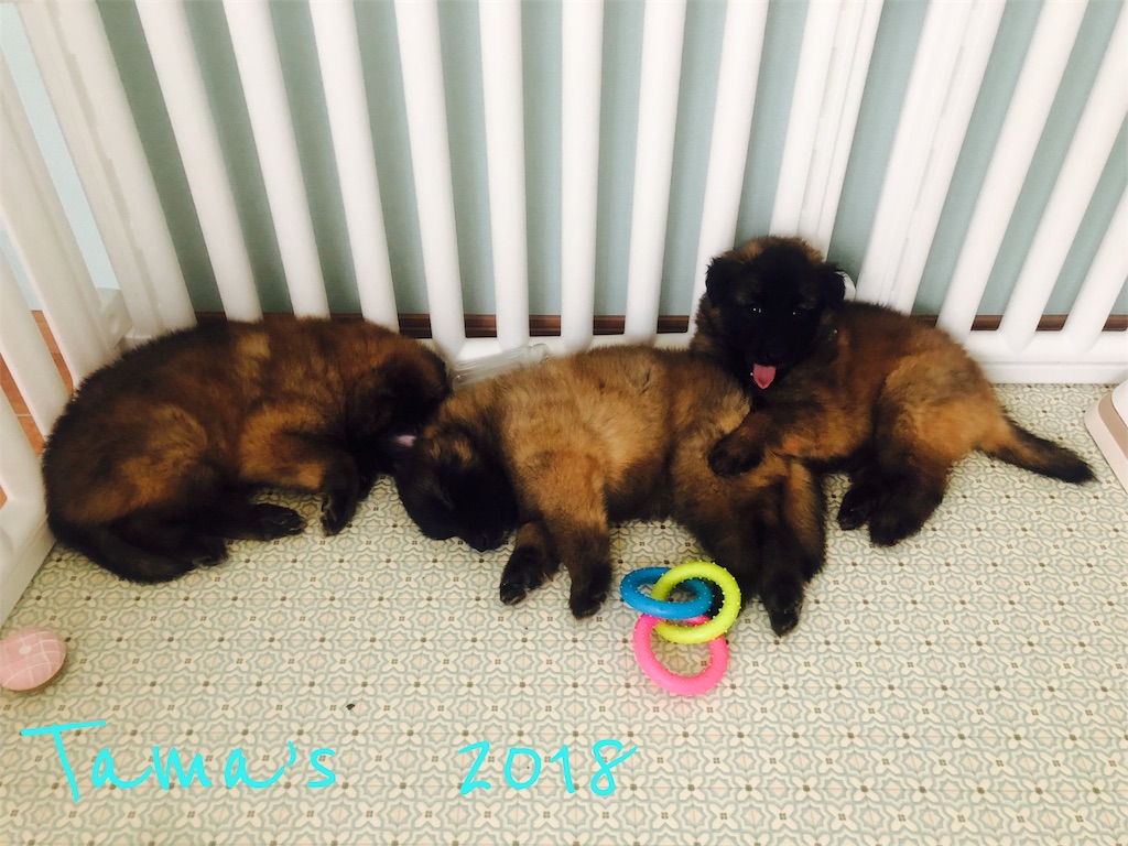 f:id:La-Plume-Douce:20180914151038j:image