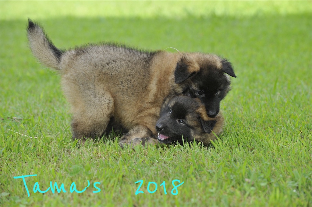 f:id:La-Plume-Douce:20180922140833j:image