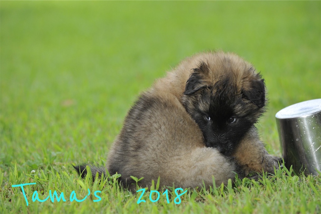 f:id:La-Plume-Douce:20180922140838j:image
