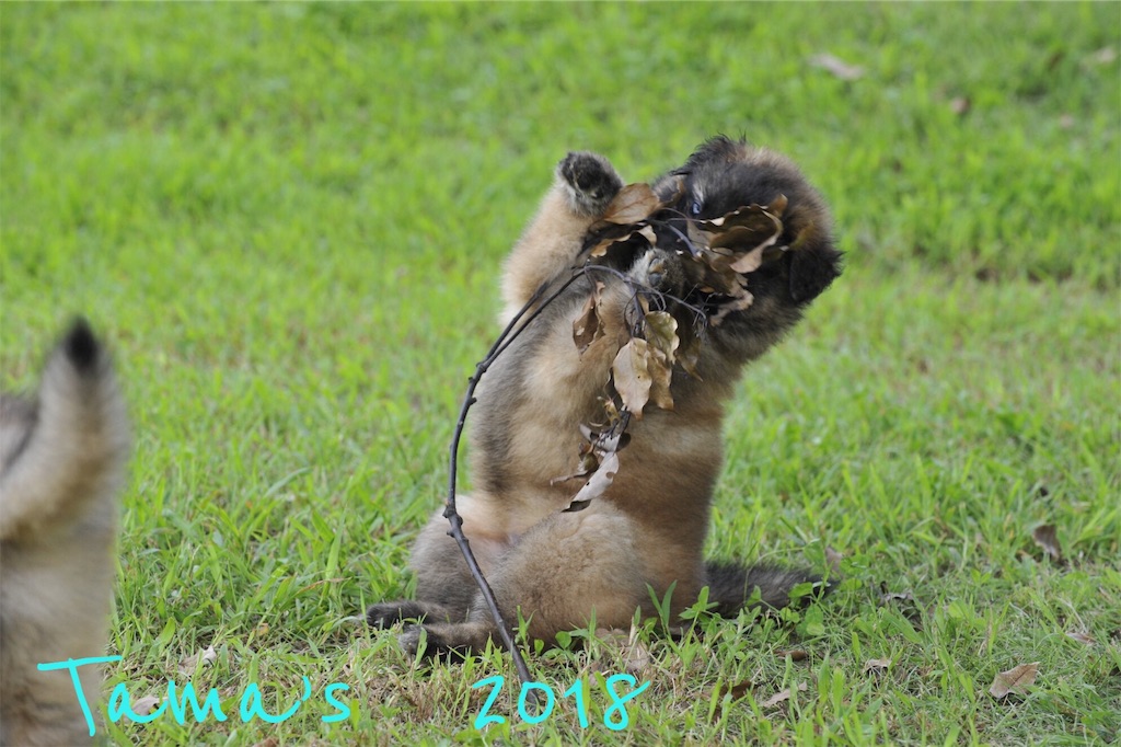 f:id:La-Plume-Douce:20180922140904j:image