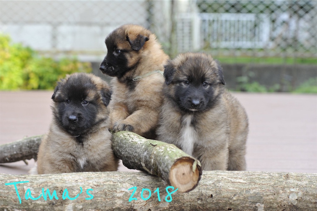 f:id:La-Plume-Douce:20180922142048j:image