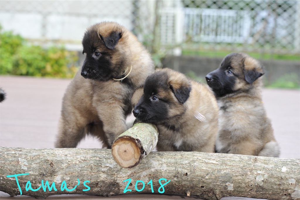 f:id:La-Plume-Douce:20180922142053j:image