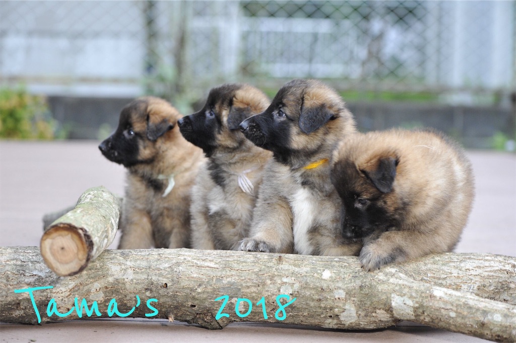f:id:La-Plume-Douce:20180922142058j:image