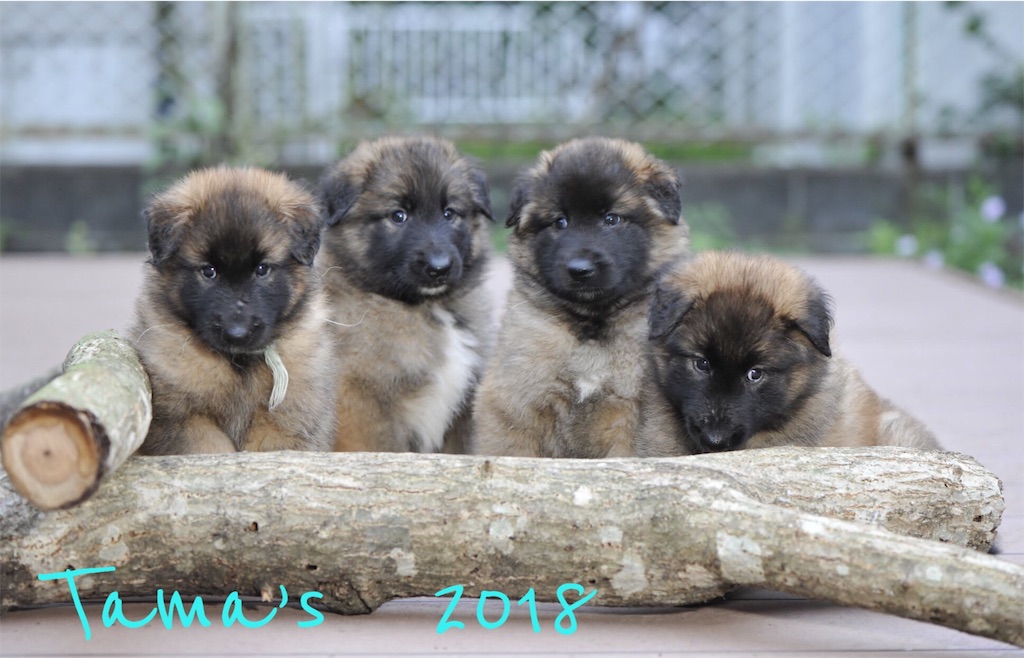 f:id:La-Plume-Douce:20180922142101j:image