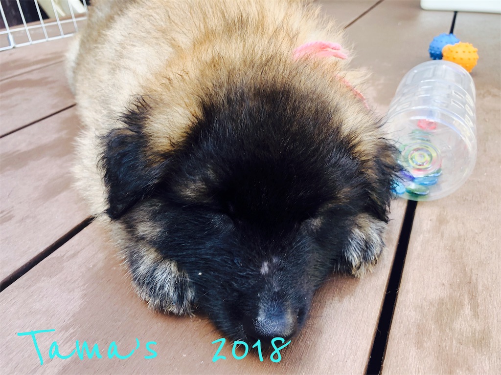 f:id:La-Plume-Douce:20180924194513j:image