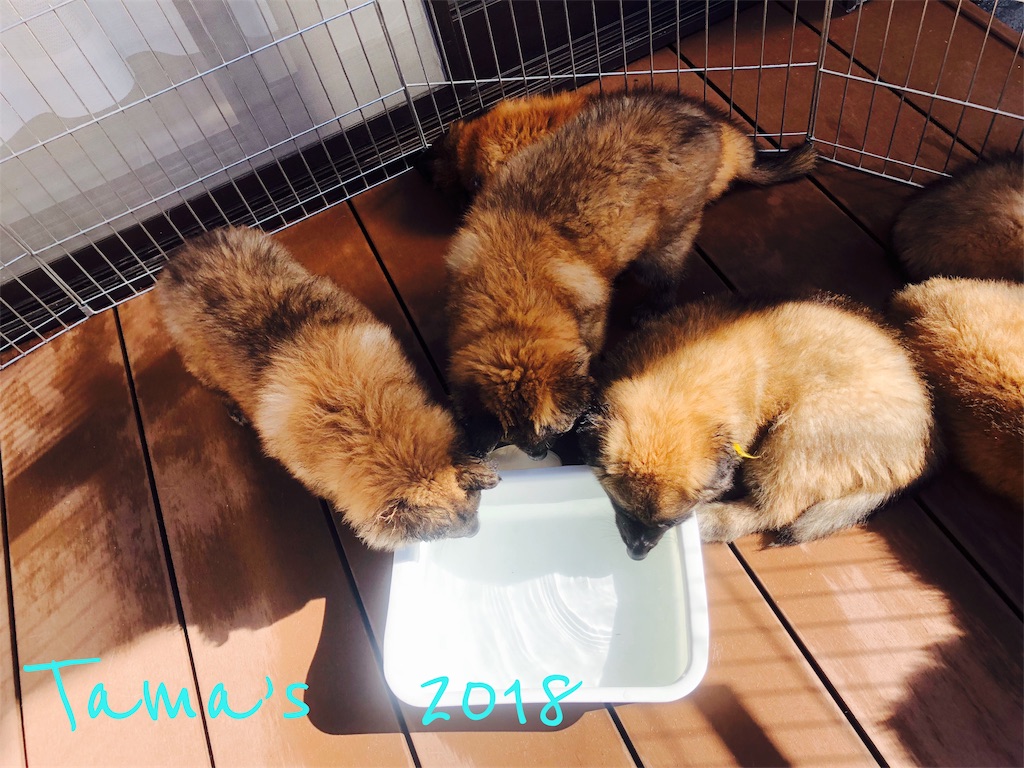 f:id:La-Plume-Douce:20180928220523j:image