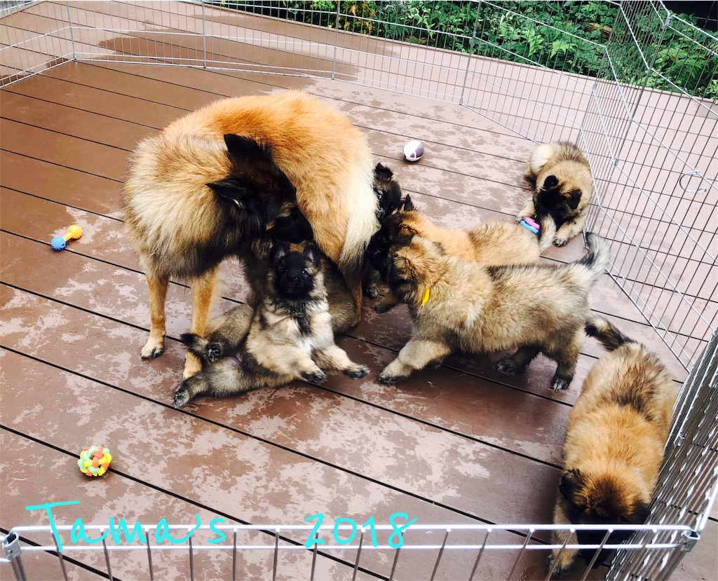f:id:La-Plume-Douce:20180930215727j:image f:id:La-Plume-Douce:20180930215727j:image