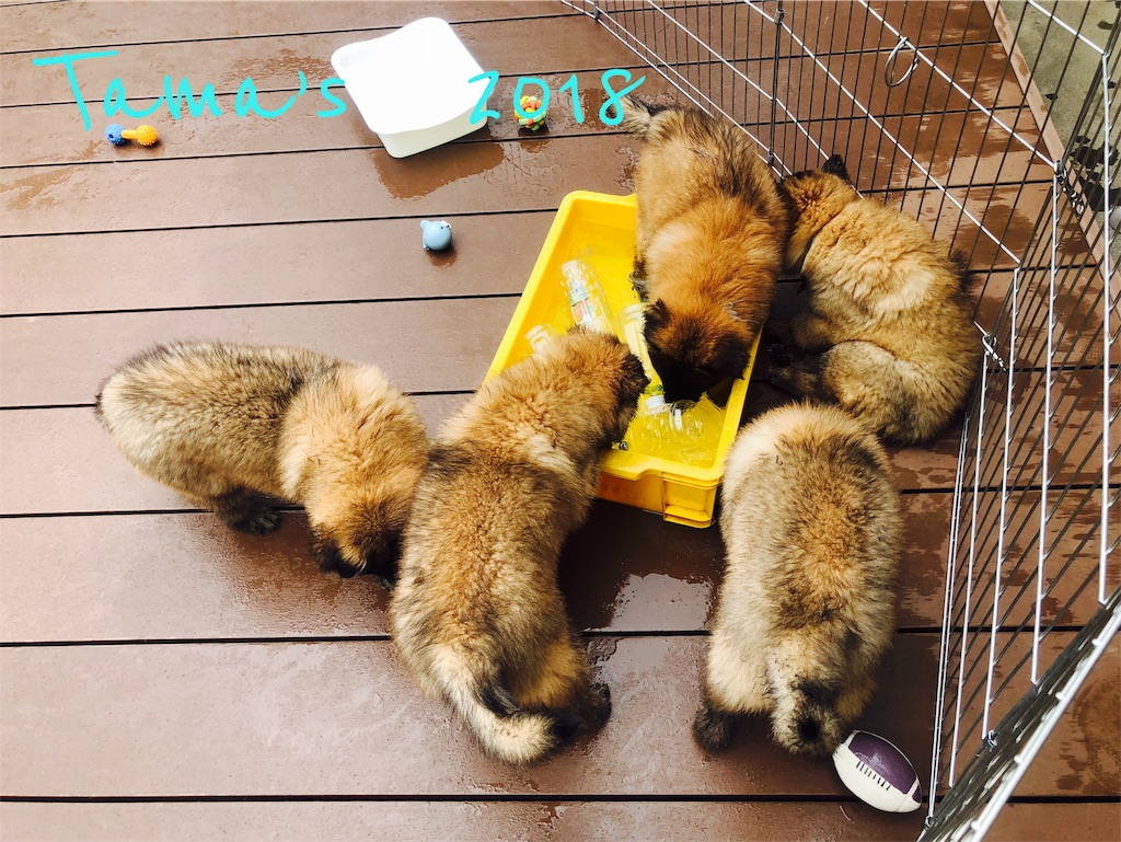 f:id:La-Plume-Douce:20180930215730j:image f:id:La-Plume-Douce:20180930215730j:image