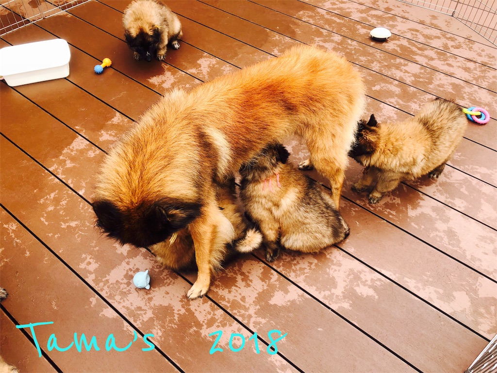f:id:La-Plume-Douce:20180930215733j:image f:id:La-Plume-Douce:20180930215733j:image