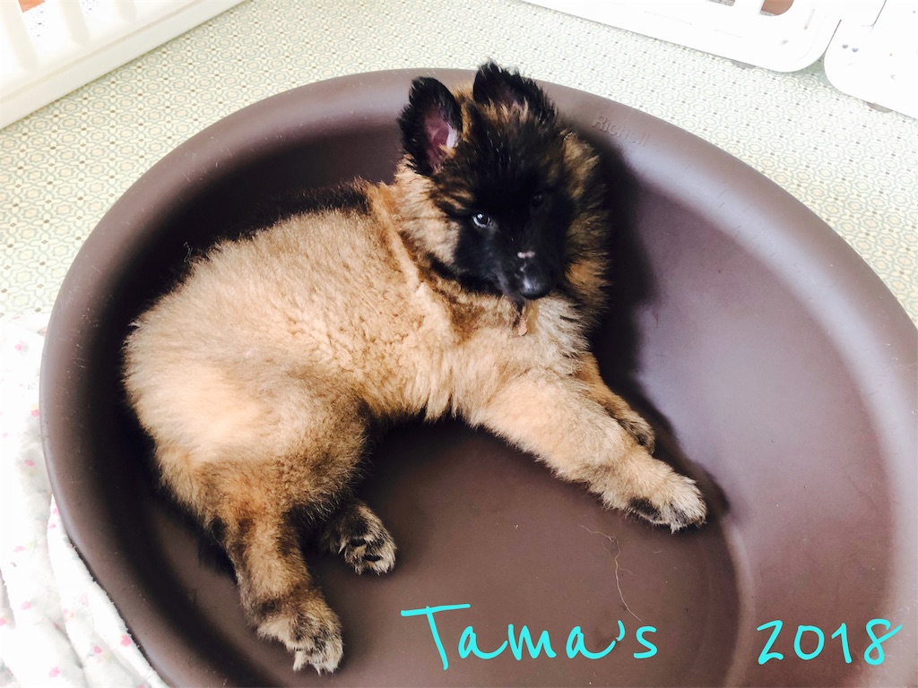 f:id:La-Plume-Douce:20180930220414j:image f:id:La-Plume-Douce:20180930220414j:image
