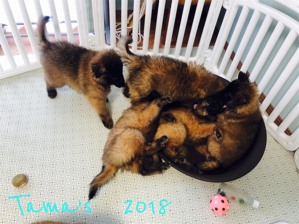 f:id:La-Plume-Douce:20180930220437j:image f:id:La-Plume-Douce:20180930220437j:image