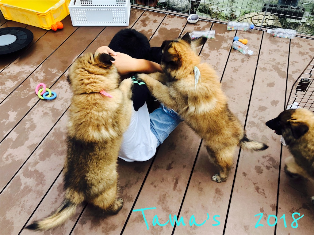 f:id:La-Plume-Douce:20181010183921j:image