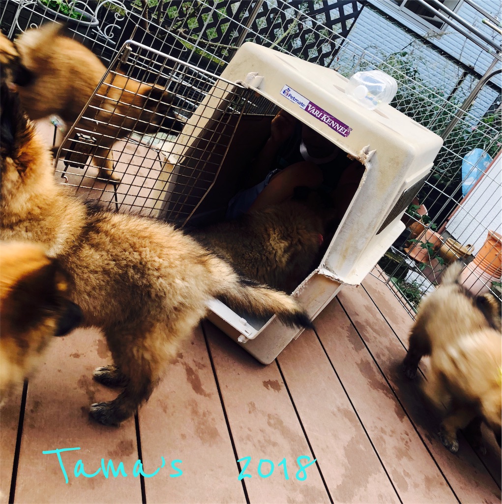 f:id:La-Plume-Douce:20181010183943j:image