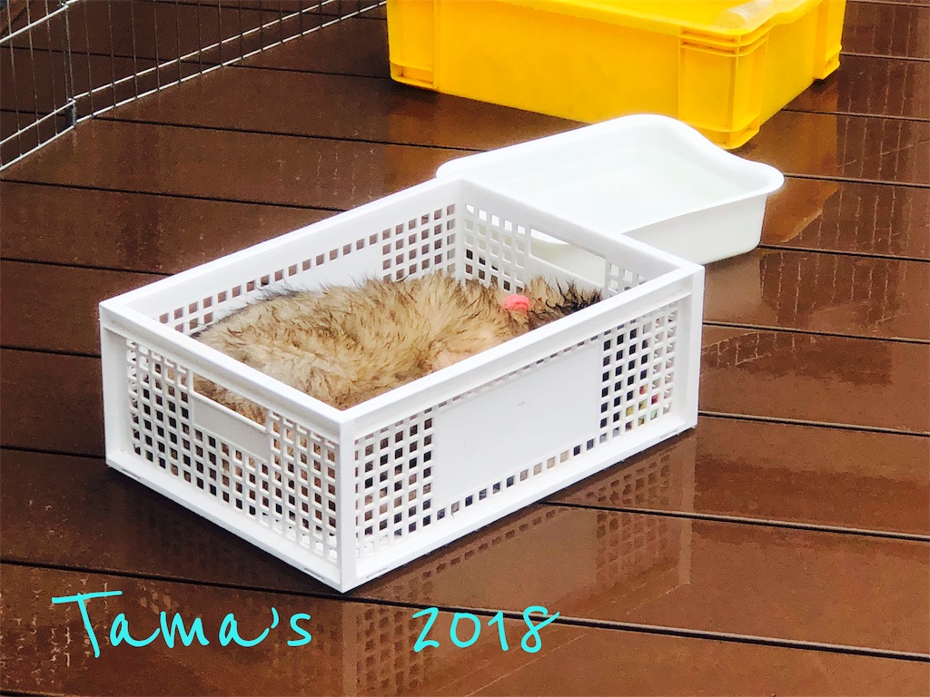 f:id:La-Plume-Douce:20181010184131j:image