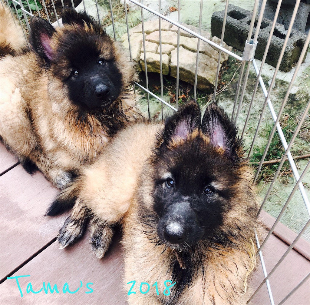 f:id:La-Plume-Douce:20181010184146j:image